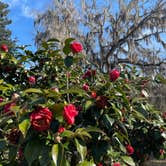 Review photo of Apalachicola National Forest Porter Lake Campground by Lexi W., February 8, 2024