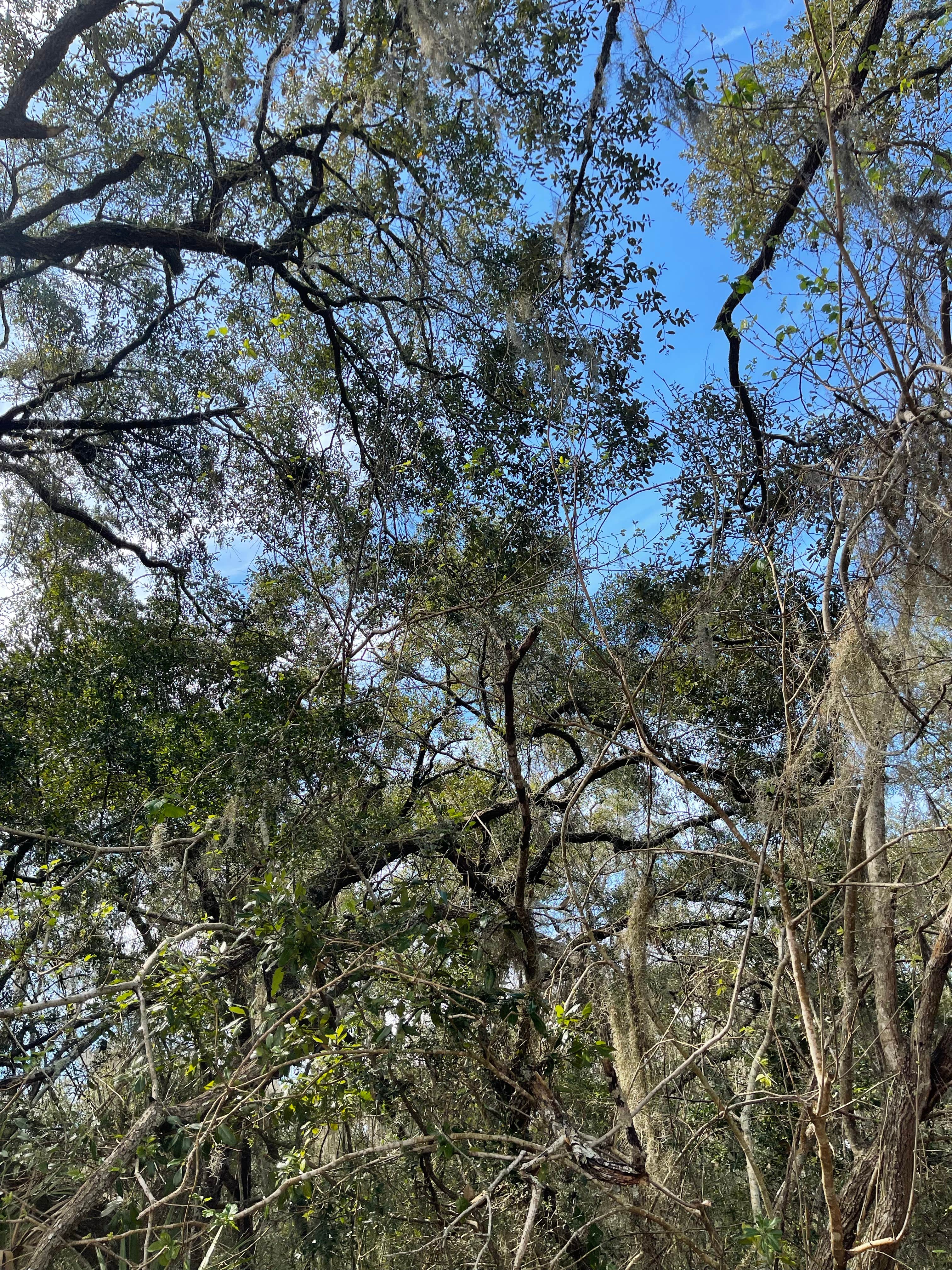 Camper submitted image from Apalachicola National Forest Porter Lake Campground - 1