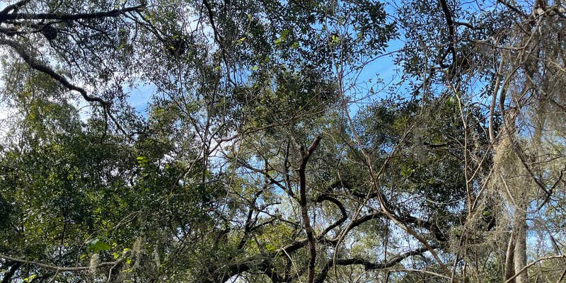 Camper submitted image from Apalachicola National Forest Porter Lake Campground