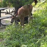 Review photo of Apgar Campground — Glacier National Park by David R., July 25, 2026