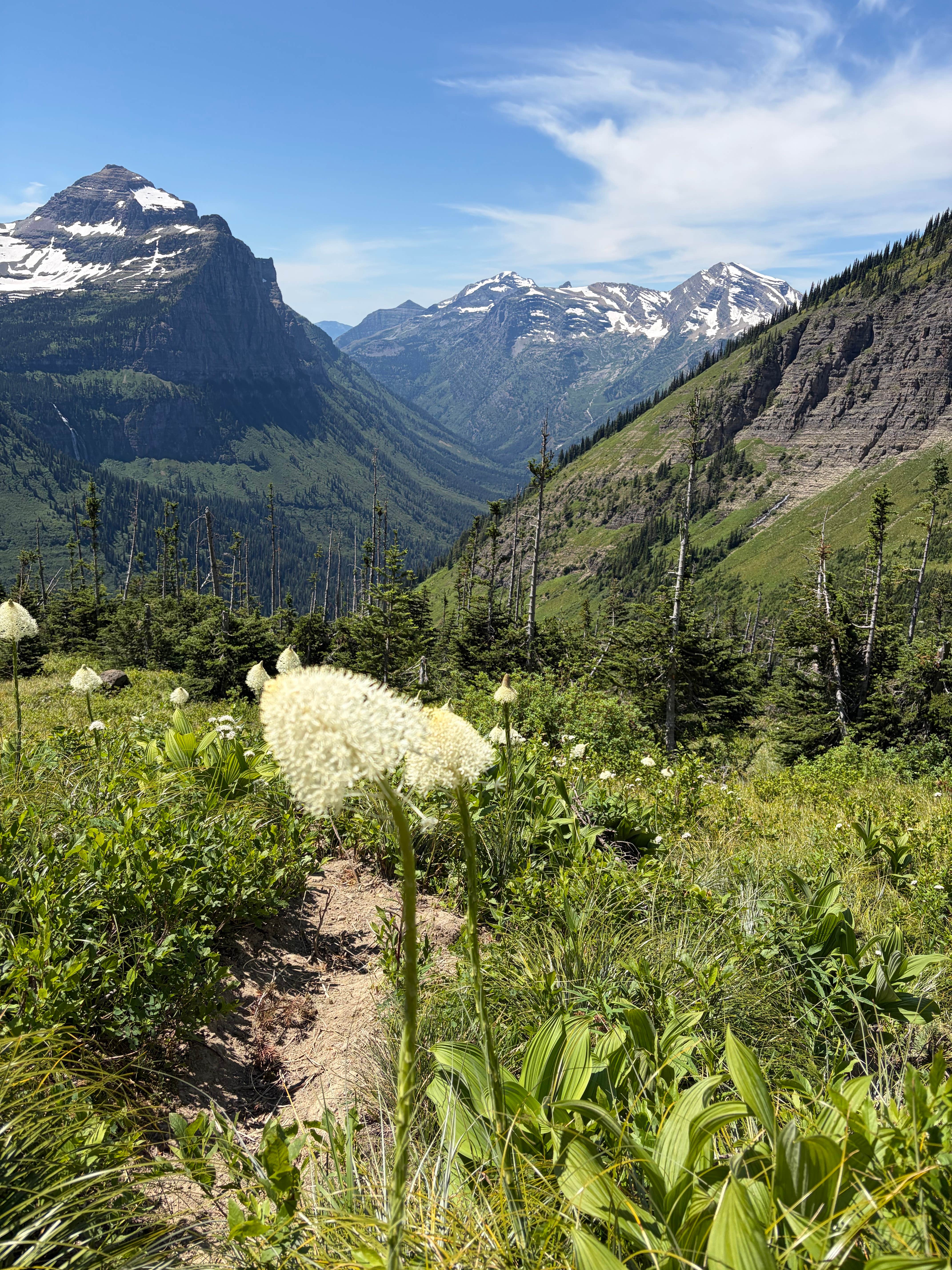 David R.'s photo of camping with pets at Apgar Campground — Glacier National Park near Coram, MT