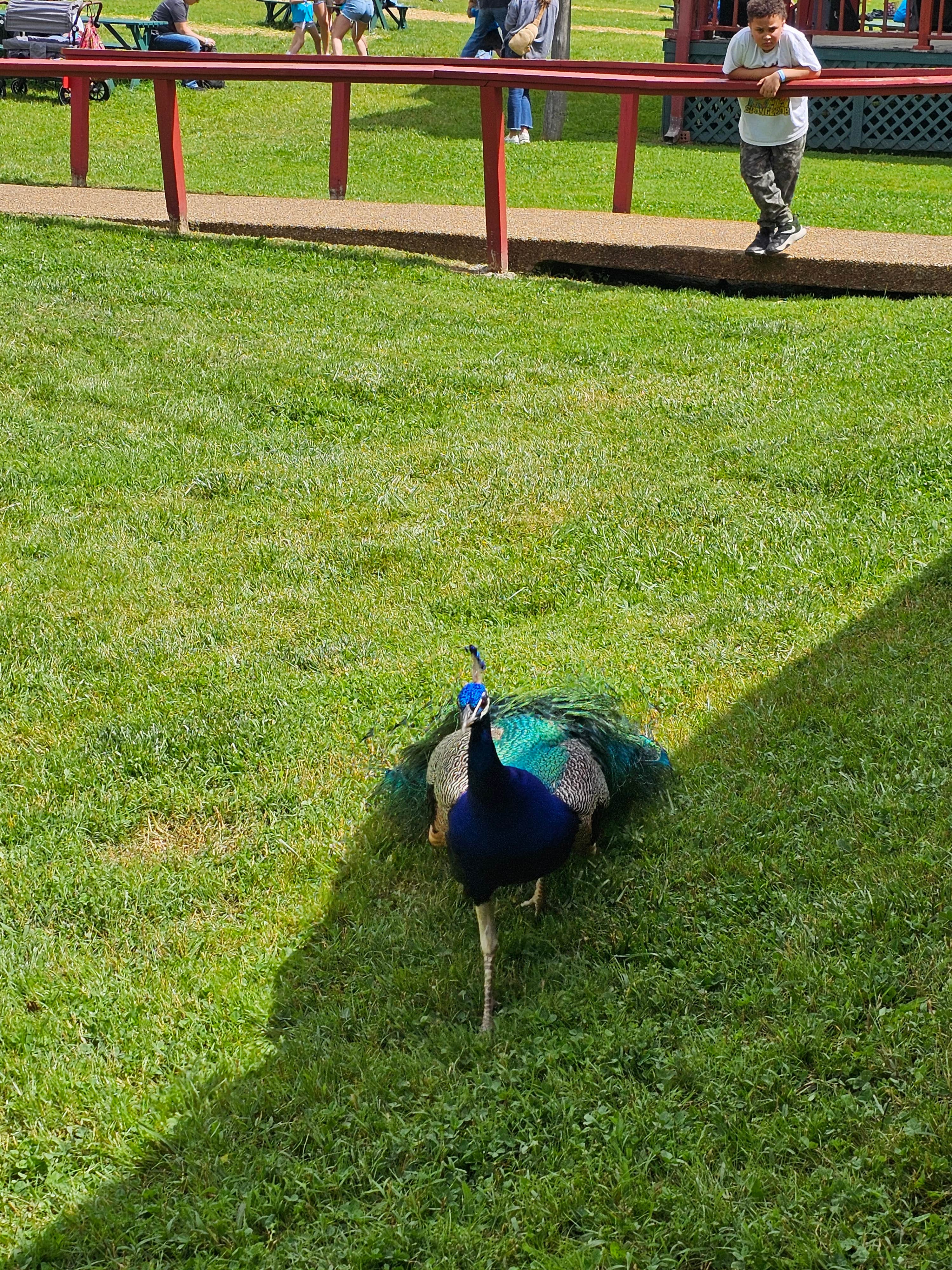 Camping near Mountain Lake Marina and Campground: Appalachia Ridge, Norris, Tennessee