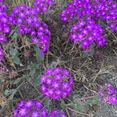 Review photo of Apple Canyon Yellowpost by Beverley G., May 21, 2026