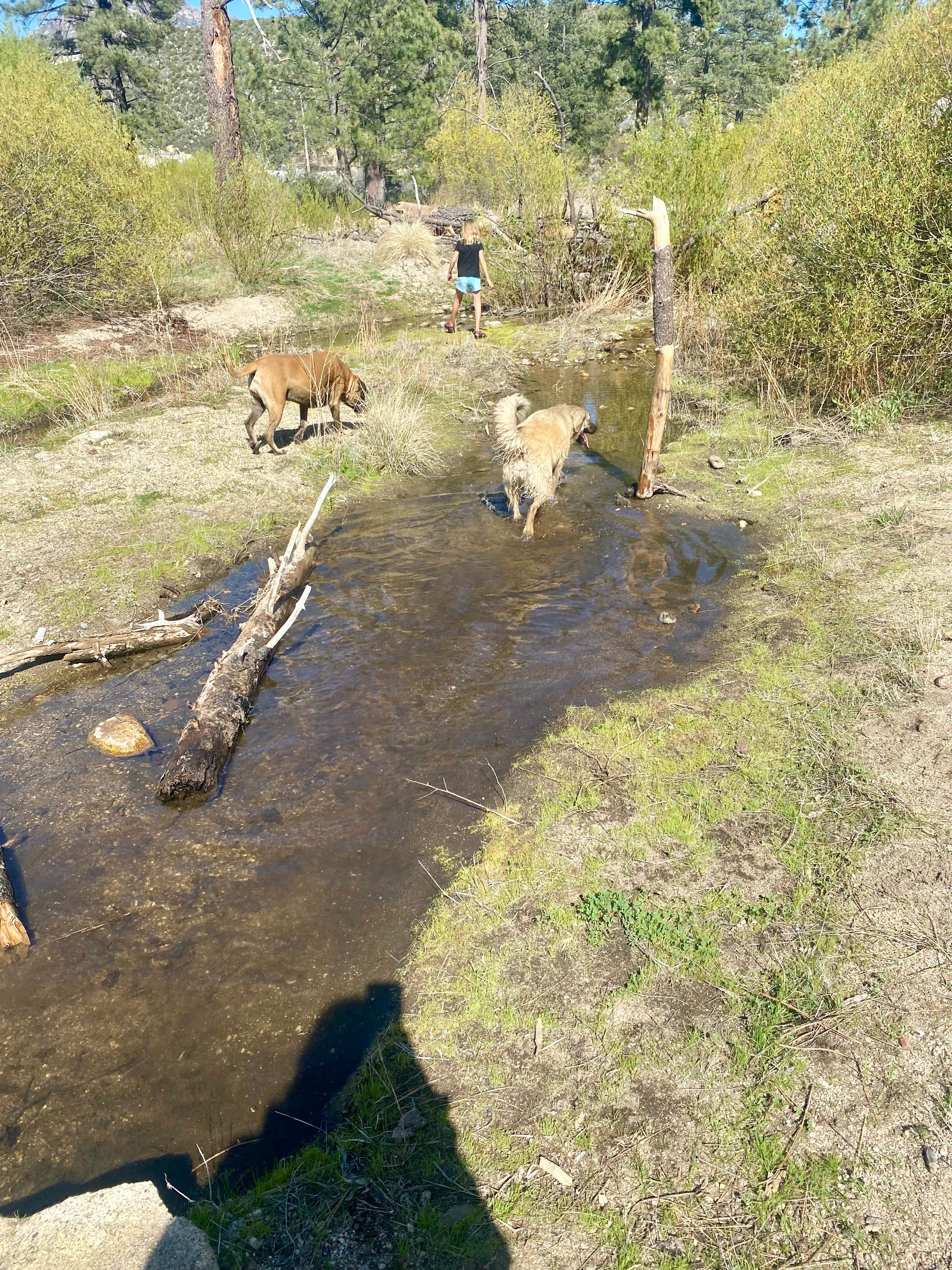 Imerie T.'s photo of camping with pets at Apple Canyon Yellowpost near Idyllwild, CA