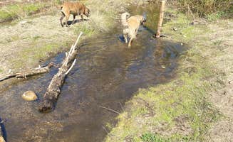 Imerie T.'s photo of camping with pets at Apple Canyon Yellowpost near Mountain Center, CA