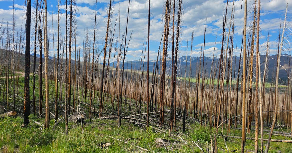 NFSR 120 Dispersed Site - Arapaho National Forest