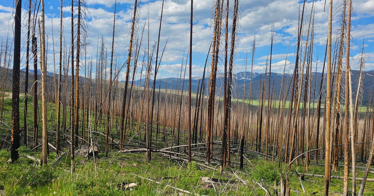 NFSR 120 Dispersed Site - Arapaho National Forest