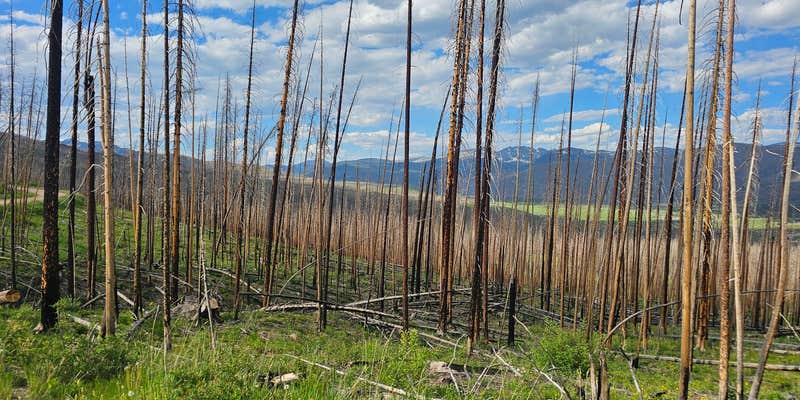 Camper submitted image from NFSR 120 Dispersed Site - Arapaho National Forest
