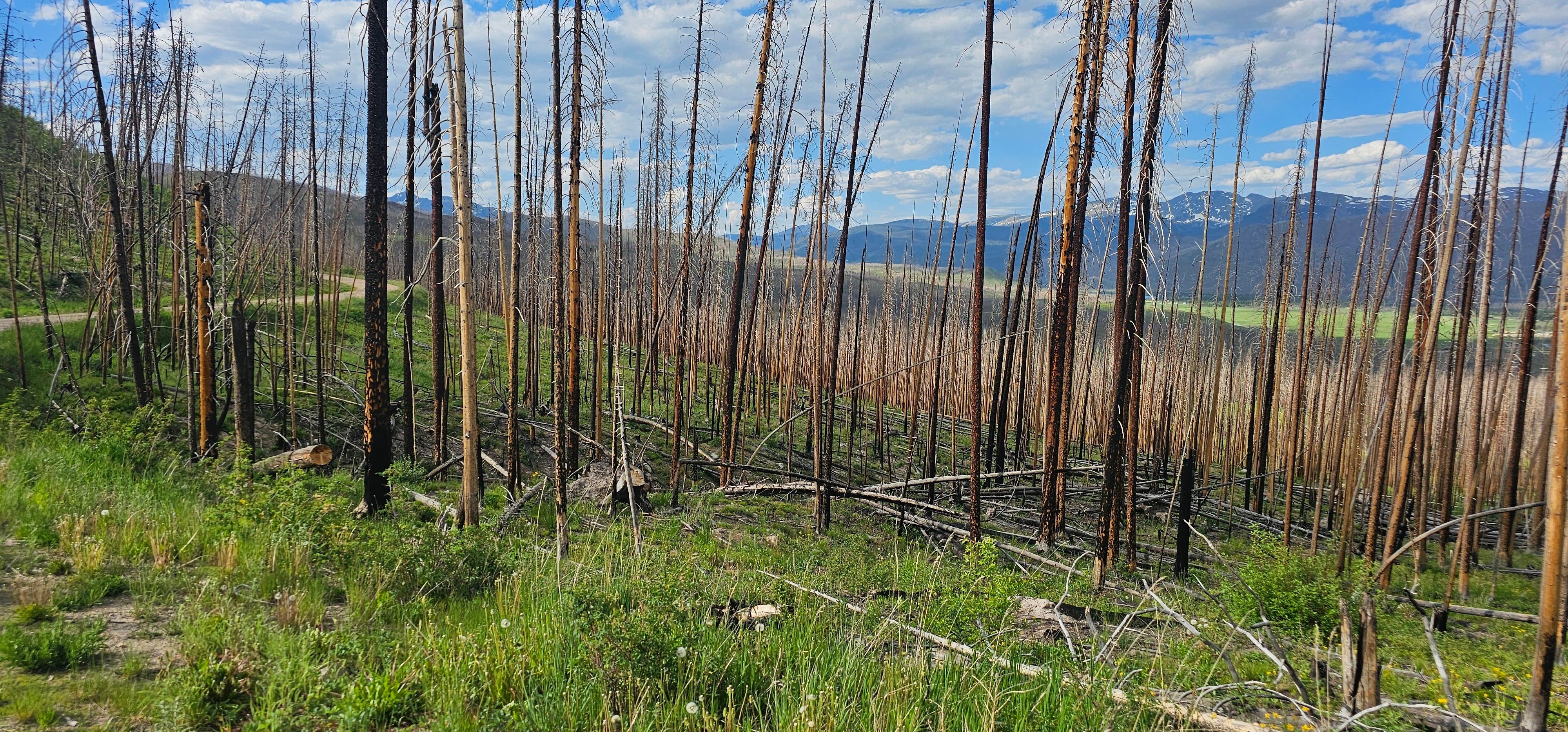 Camper-submitted photo at NFSR 120 Dispersed Site - Arapaho National Forest near Granby, CO