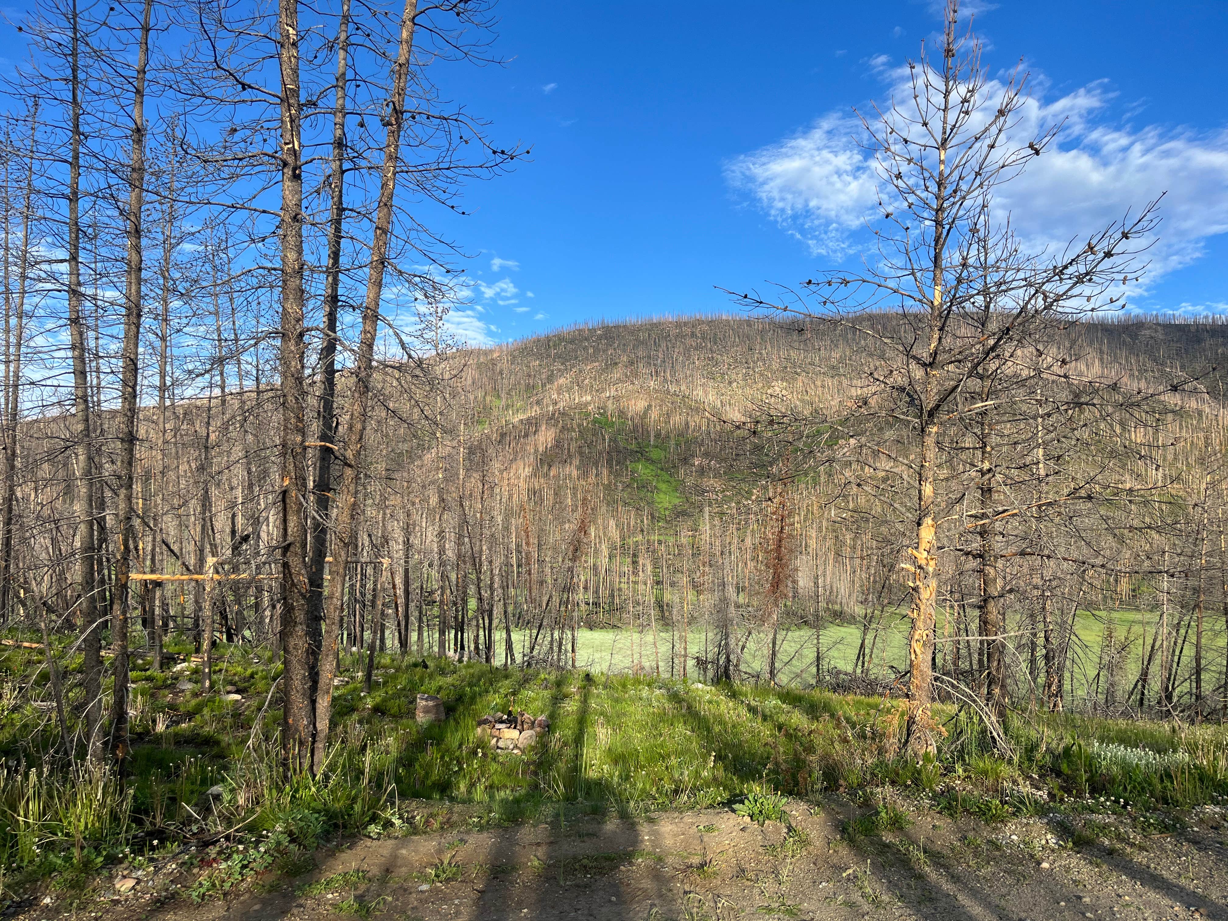 Camper submitted image from NFSR 120 Dispersed Site - Arapaho National Forest - 1