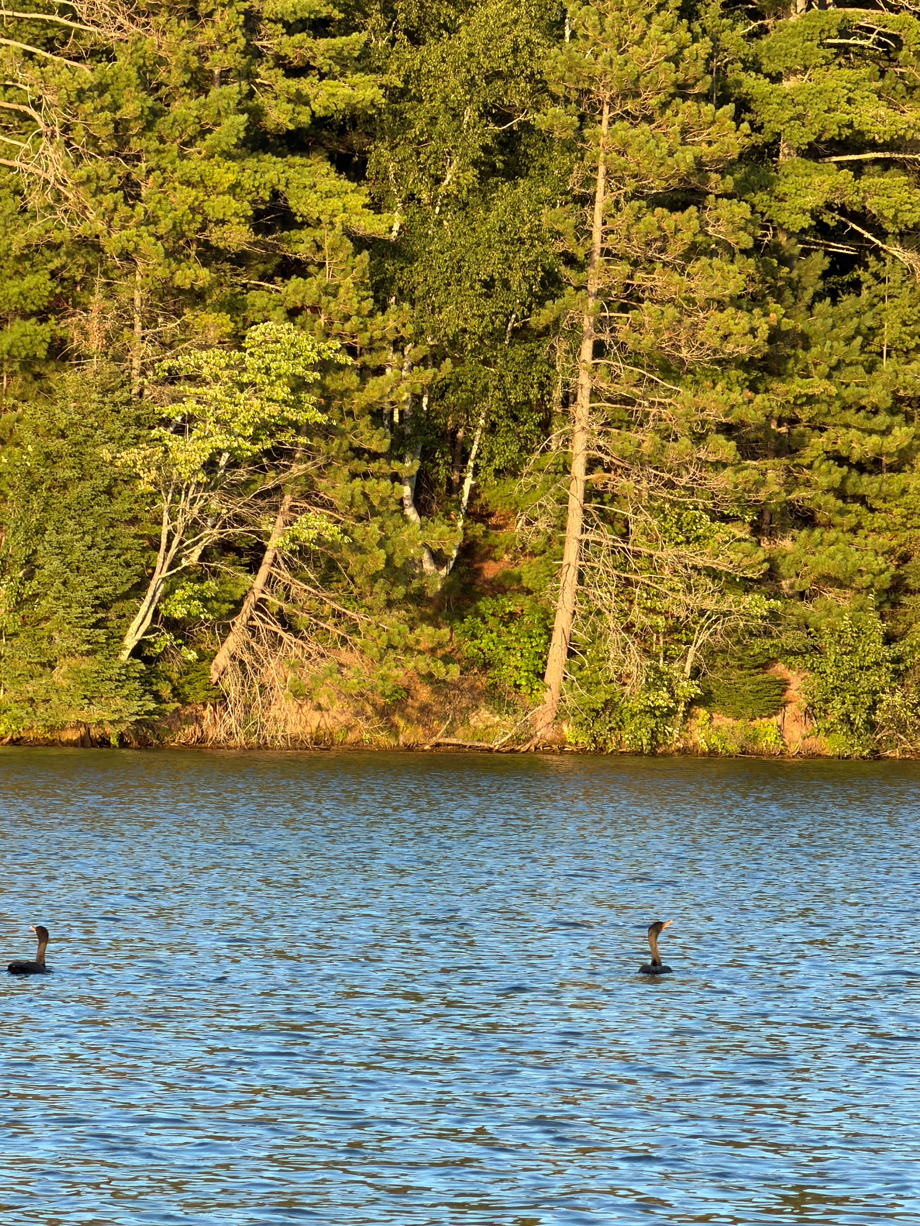 Camper-submitted photo at Arbor Vitae Campground near Chequamegon-Nicolet NF