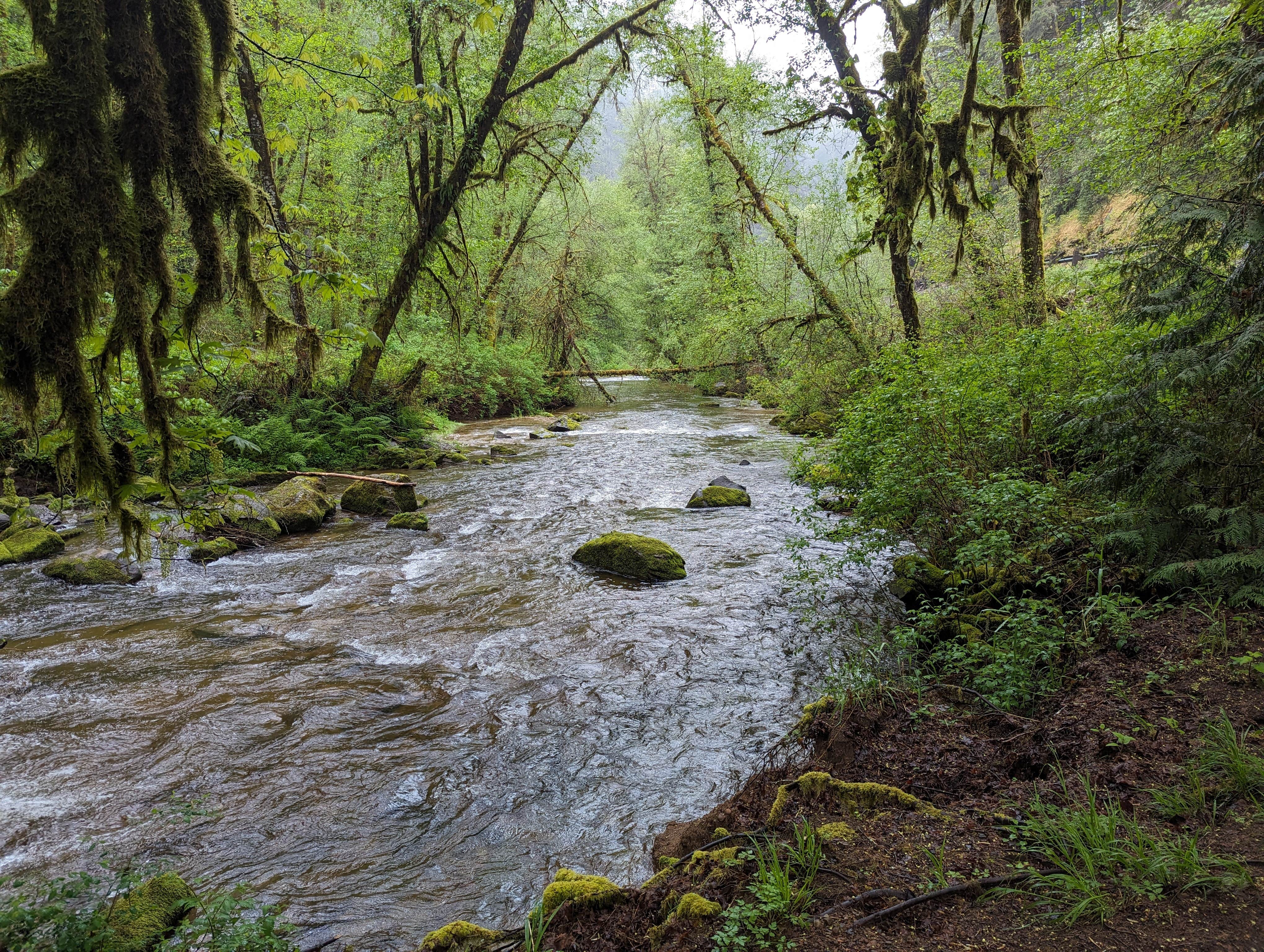 Camper-submitted photo at Archie Knowles Campground near Mapleton, OR