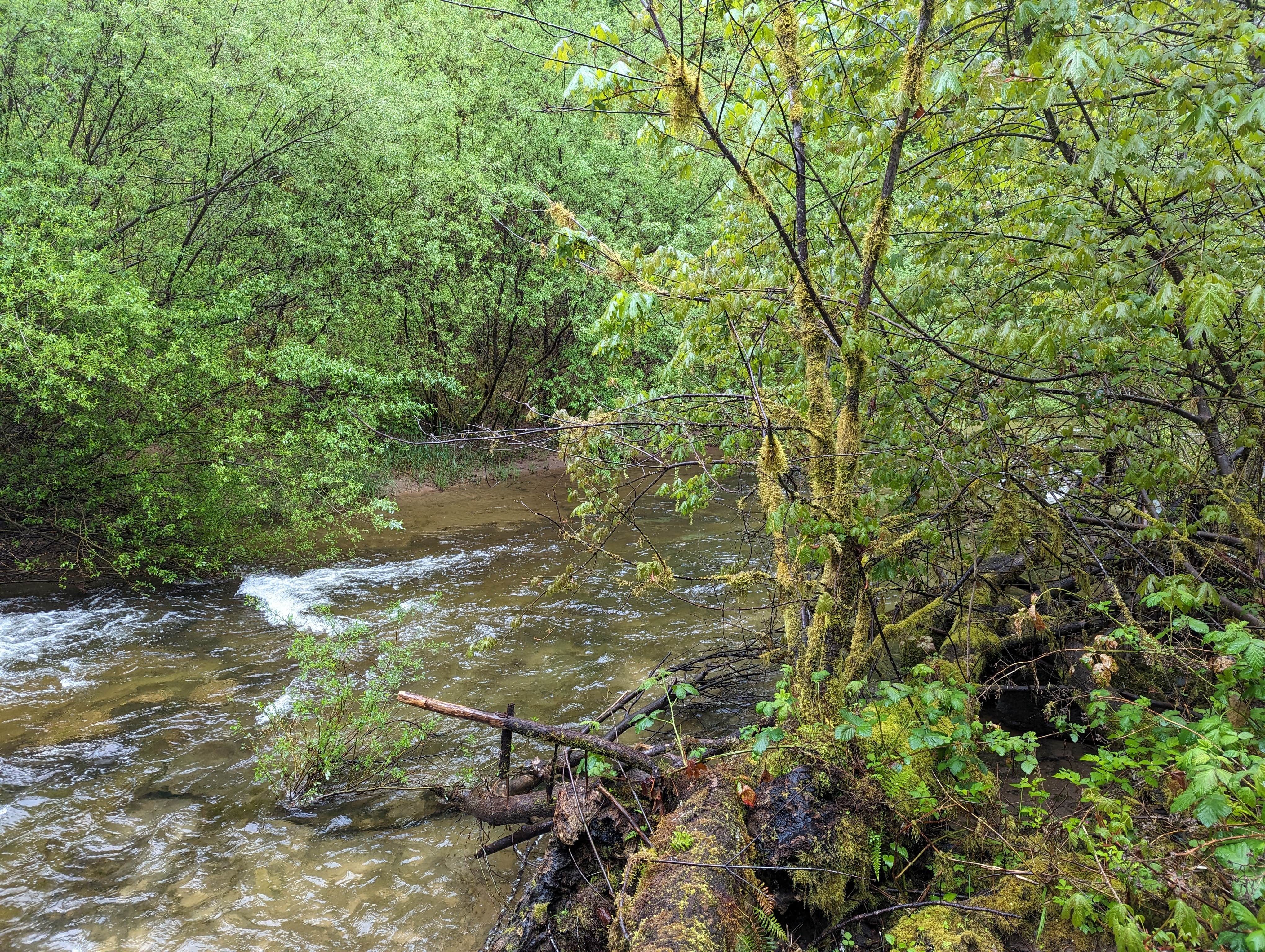 Camper-submitted photo at Archie Knowles Campground near Mapleton, OR