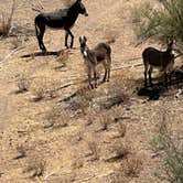 Review photo of Alamo Lake State Park Campground by Carol , June 24, 2026