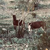 Review photo of Alamo Lake State Park Campground by Brett T., April 8, 2026