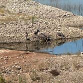 Review photo of Alamo Lake State Park Campground by Carol , June 24, 2026