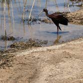 Review photo of Alamo Lake State Park Campground by Carol , June 24, 2026