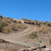 Review photo of Alamo Lake State Park Campground by Carol , June 24, 2026
