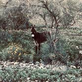 Review photo of Alamo Lake State Park Campground by Brett T., April 8, 2026