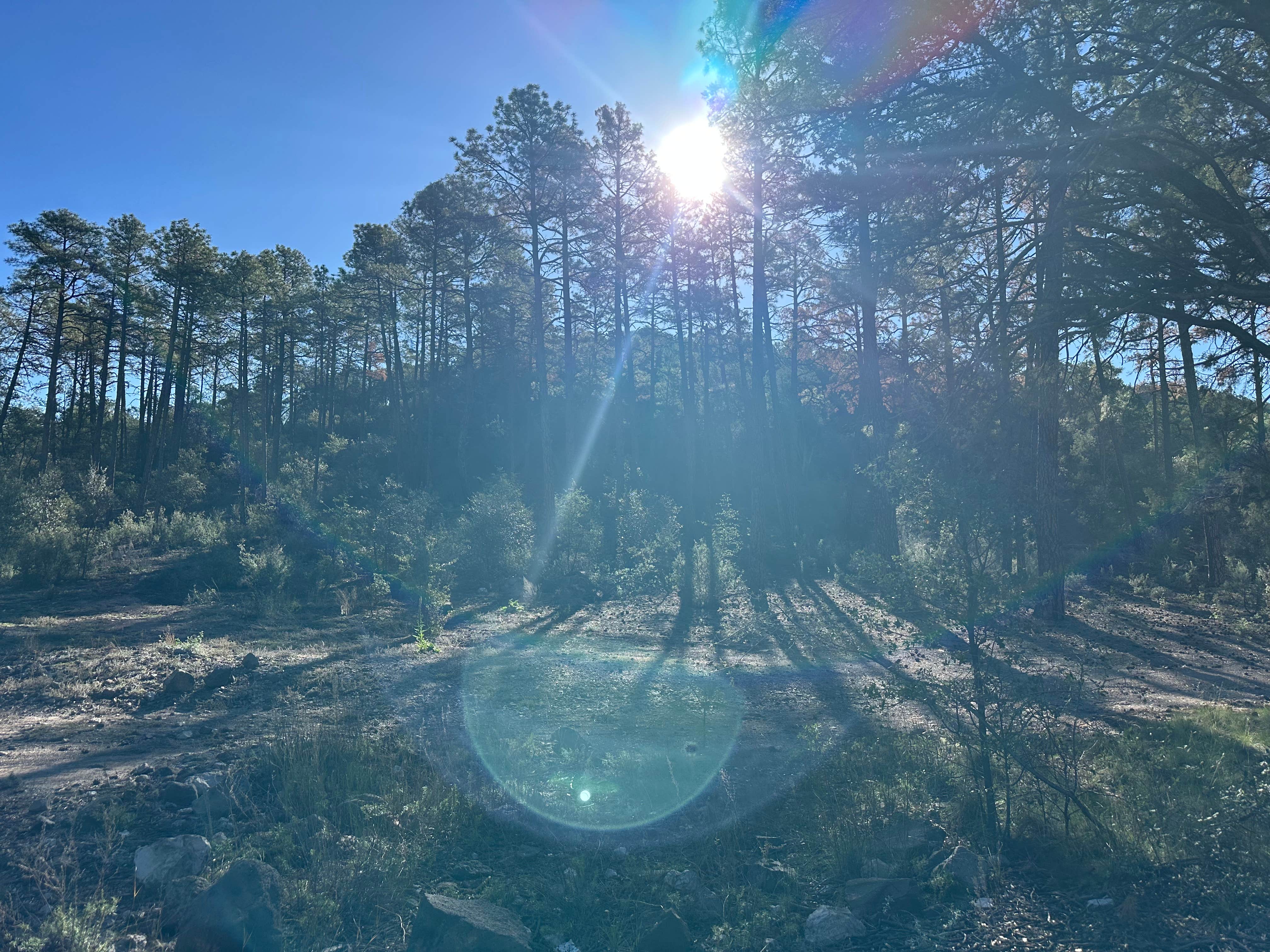Camper-submitted photo at Black Jack Campground near Morenci, AZ