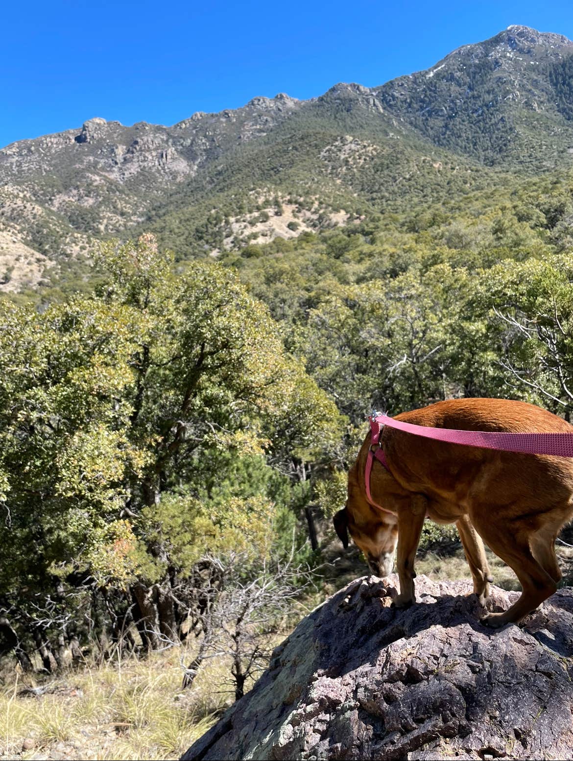Pedro G.'s photo of camping with pets at Bog Springs Campground near Sonoita, AZ