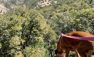Pedro G.'s photo of camping with pets at Bog Springs Campground near Patagonia, AZ