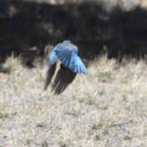 Review photo of Bonita Canyon Campground — Chiricahua National Monument by Joel R., March 19, 2024