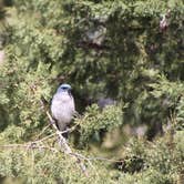 Review photo of Bonita Canyon Campground — Chiricahua National Monument by Joel R., March 19, 2024