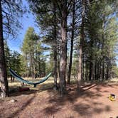 Review photo of Canyon Vista Campground by John R., May 11, 2025