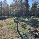 Review photo of Canyon Vista Campground by Roger W., June 14, 2024