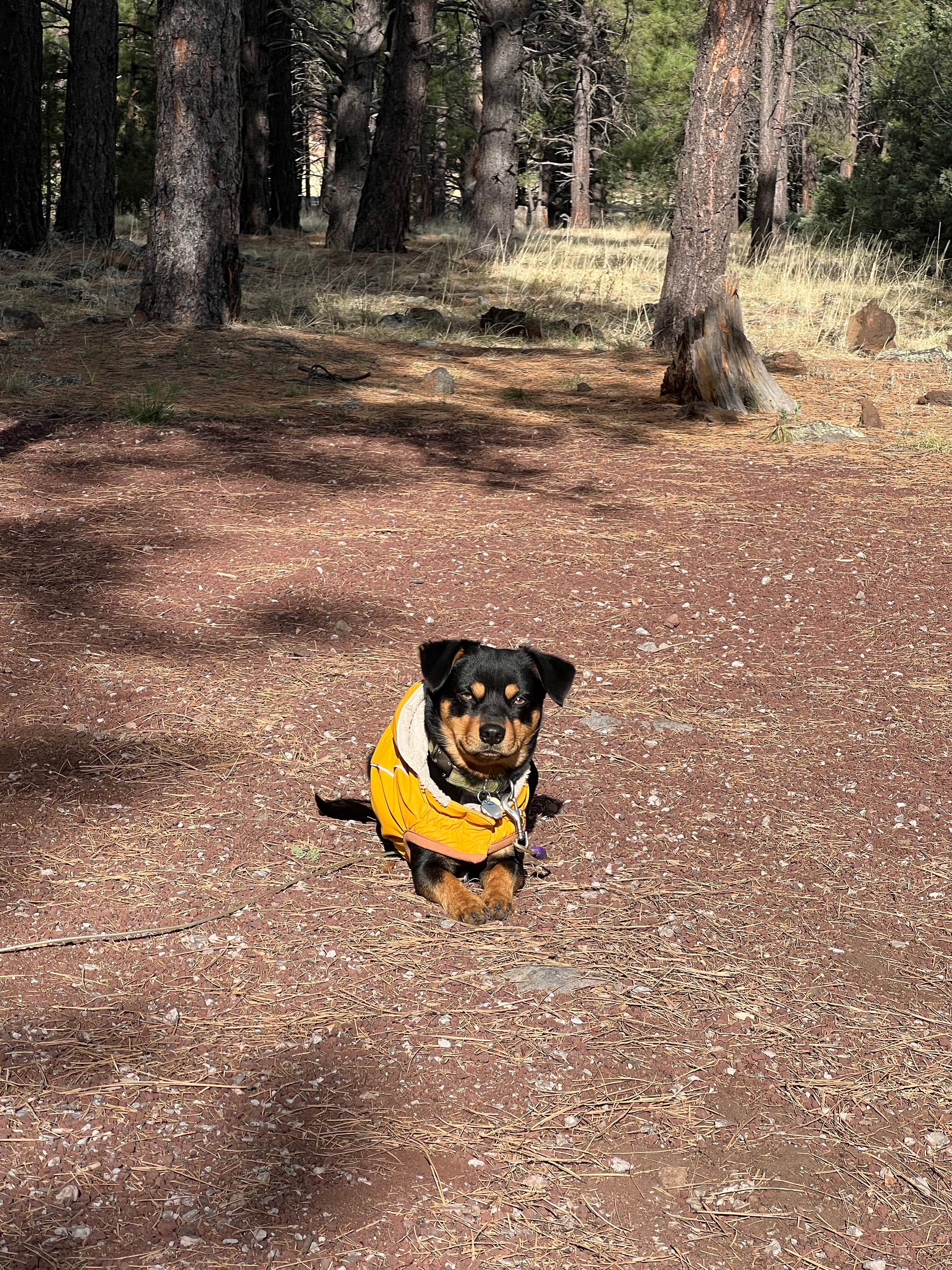 John R.'s photo of camping with pets at Canyon Vista Campground — Coconino National Forest Recreation near Coconino National Forest Recreation