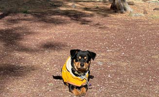 John R.'s photo of camping with pets at Canyon Vista Campground — Coconino National Forest Recreation near Flagstaff, AZ