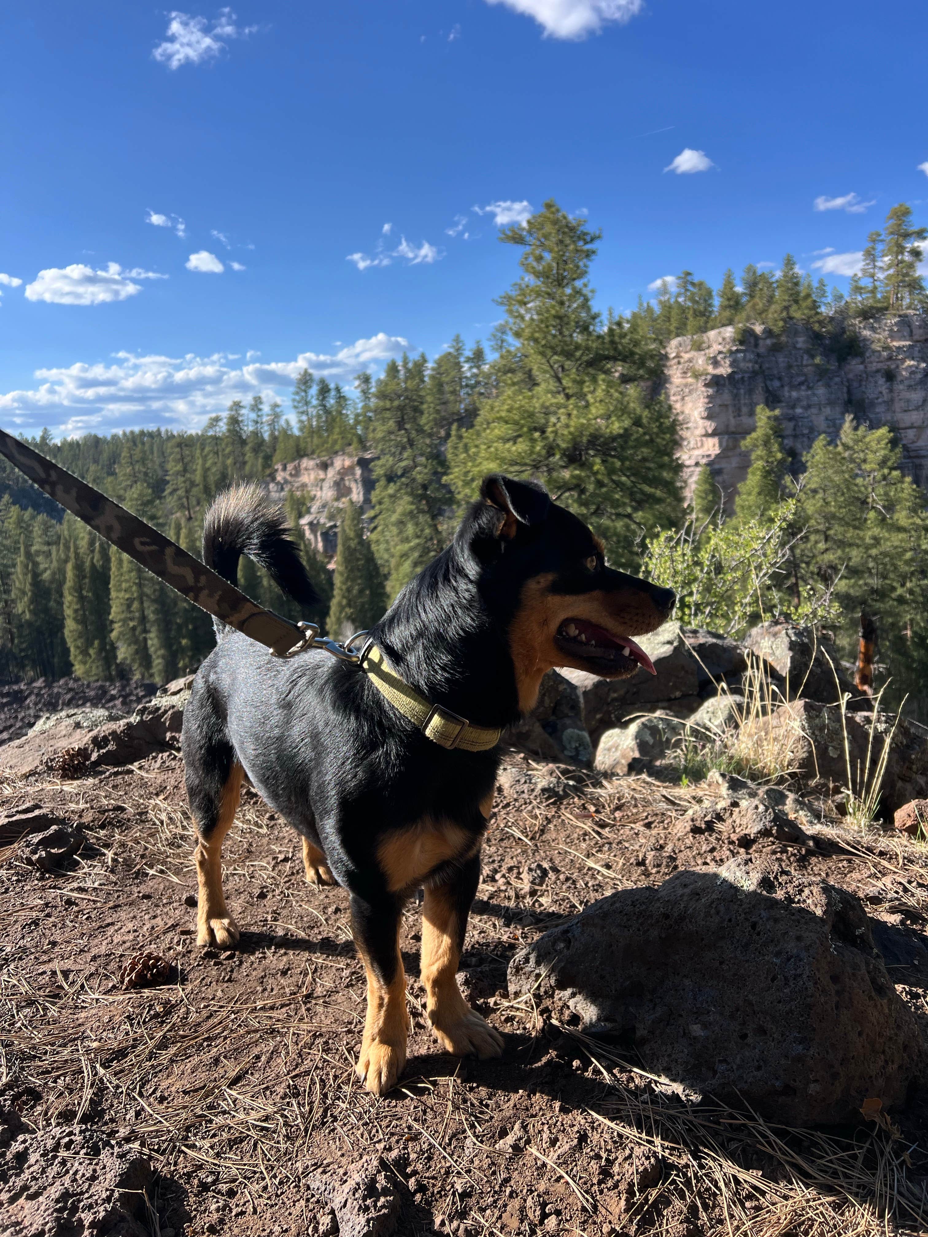 John R.'s photo of camping with pets at Canyon Vista Campground near Flagstaff, AZ
