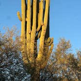 Review photo of Catalina State Park Campground by Hillary B., November 8, 2025