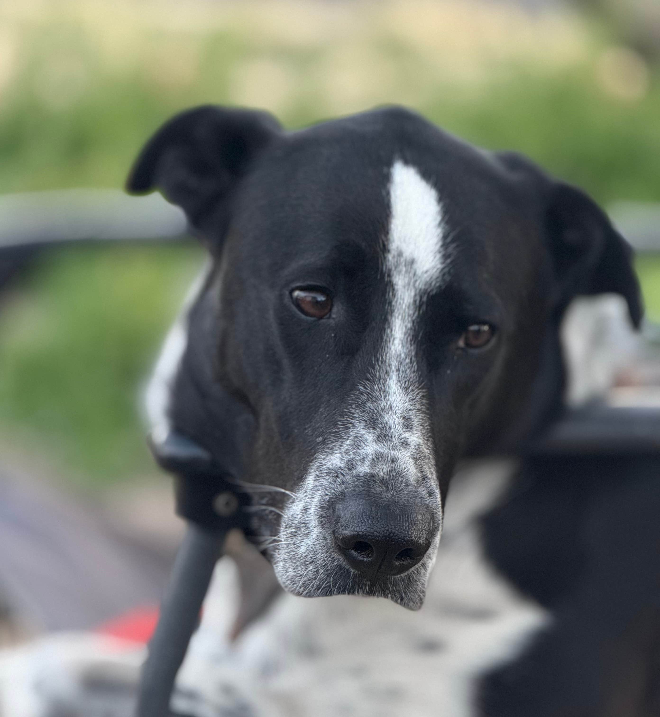 David N.'s photo of camping with pets at Catalina State Park Campground near Summerhaven, AZ