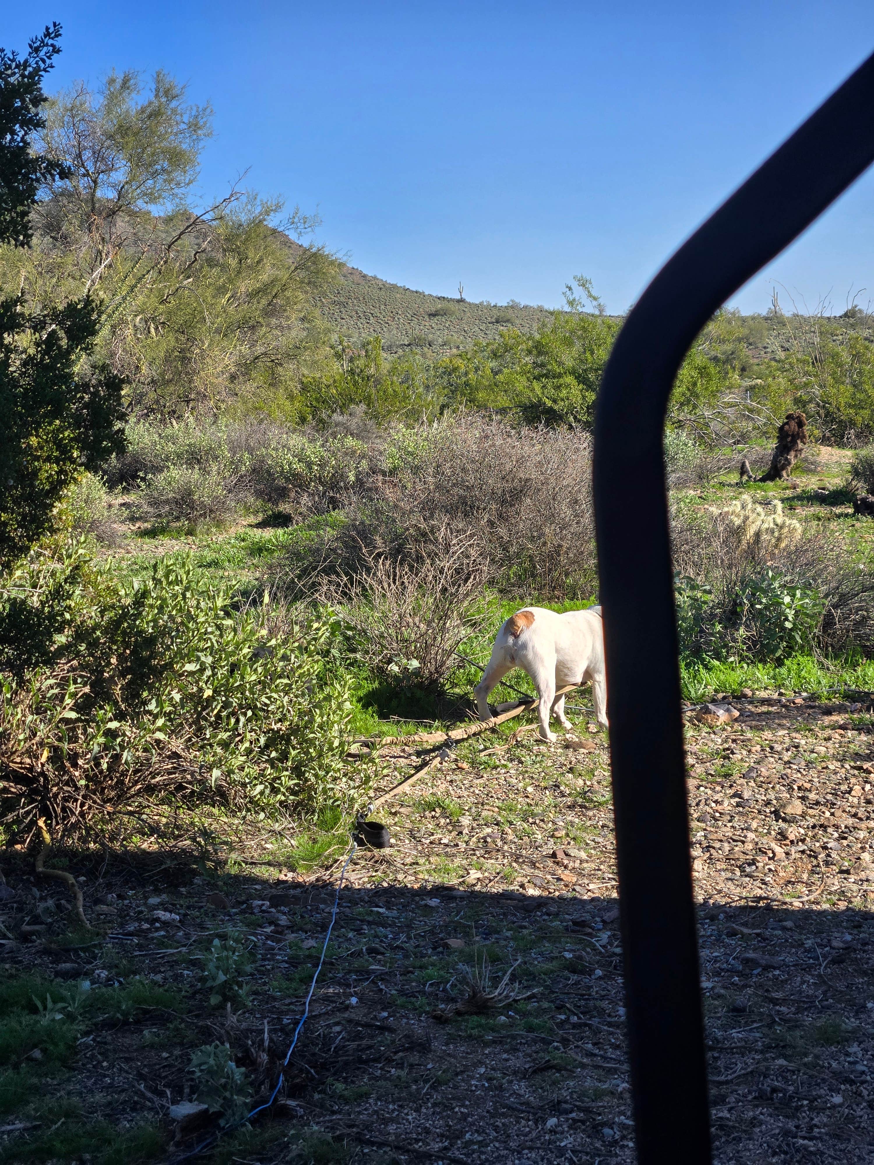 Allison D.'s photo of camping with pets at Cave Creek Regional Park near Rio Verde, AZ