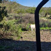 Review photo of Cave Creek Regional Park by Allison D., December 2, 2025