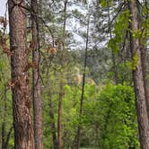 Review photo of Cave Springs by Steve M., May 4, 2026
