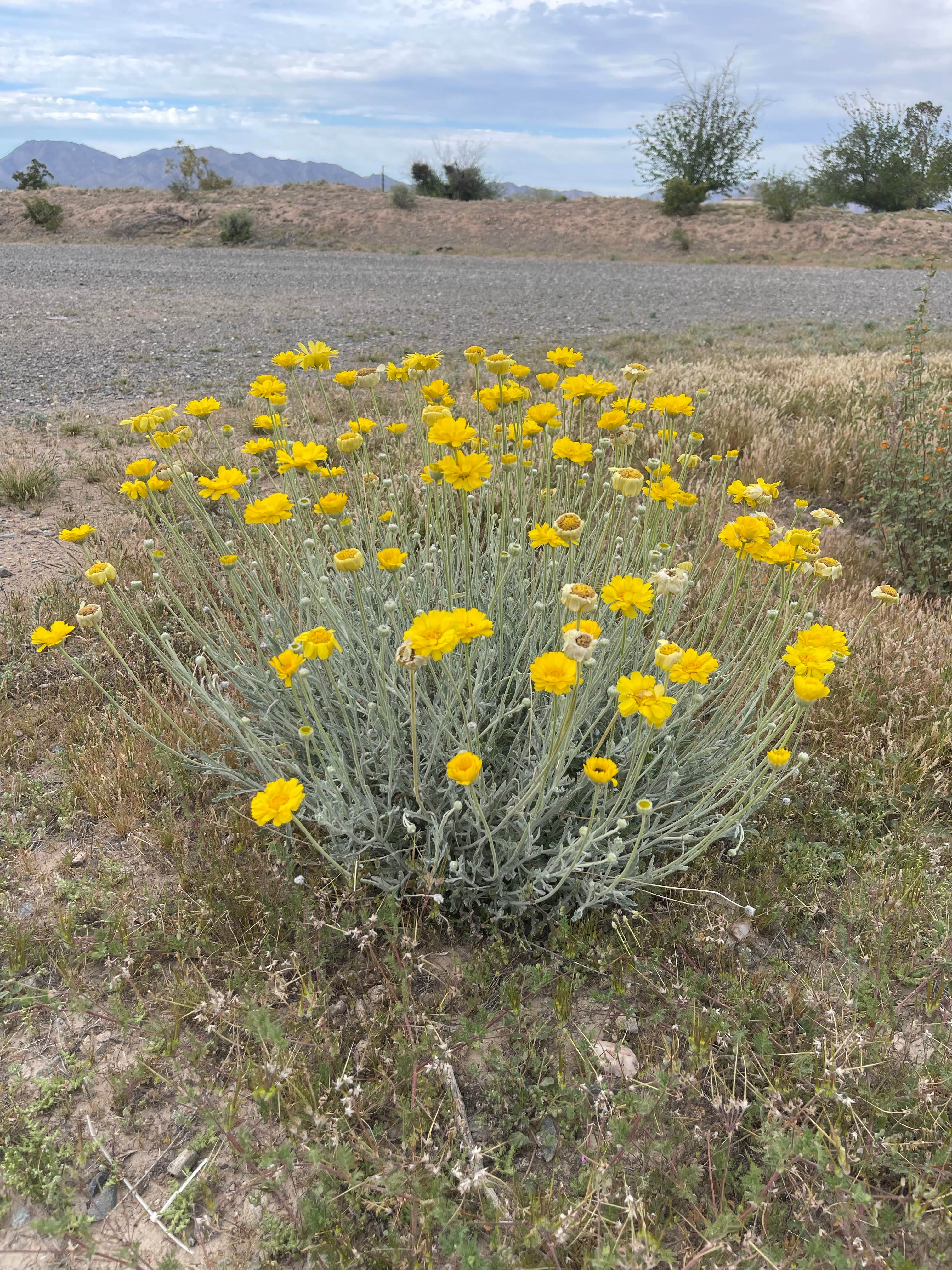 Camper-submitted photo at Centennial Park near Salome, AZ