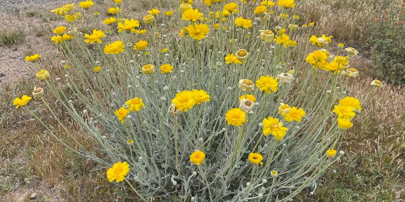 Camper submitted image from Centennial Park