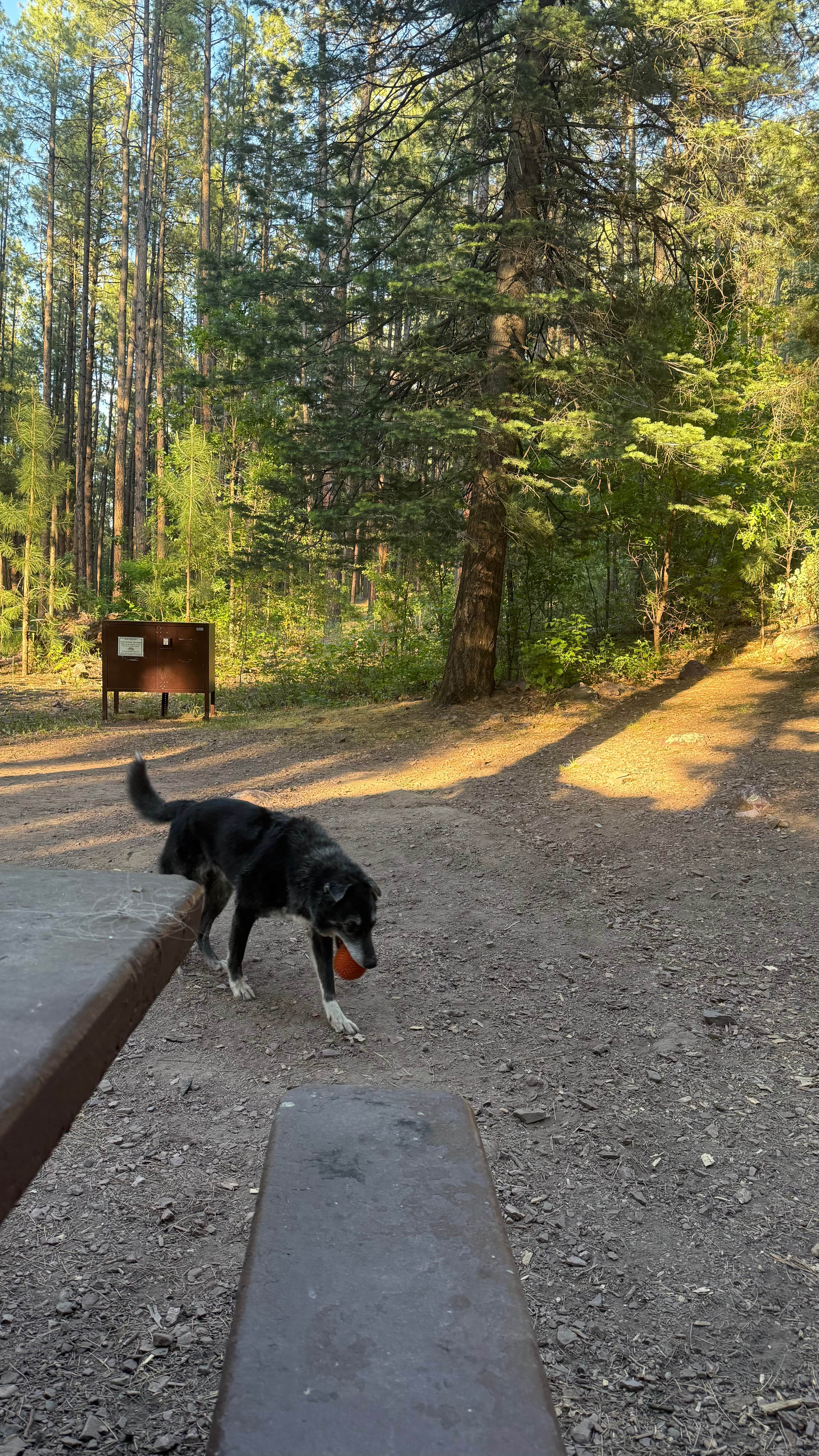 M N.'s photo of camping with pets at Christopher Creek near Forest Lakes, AZ