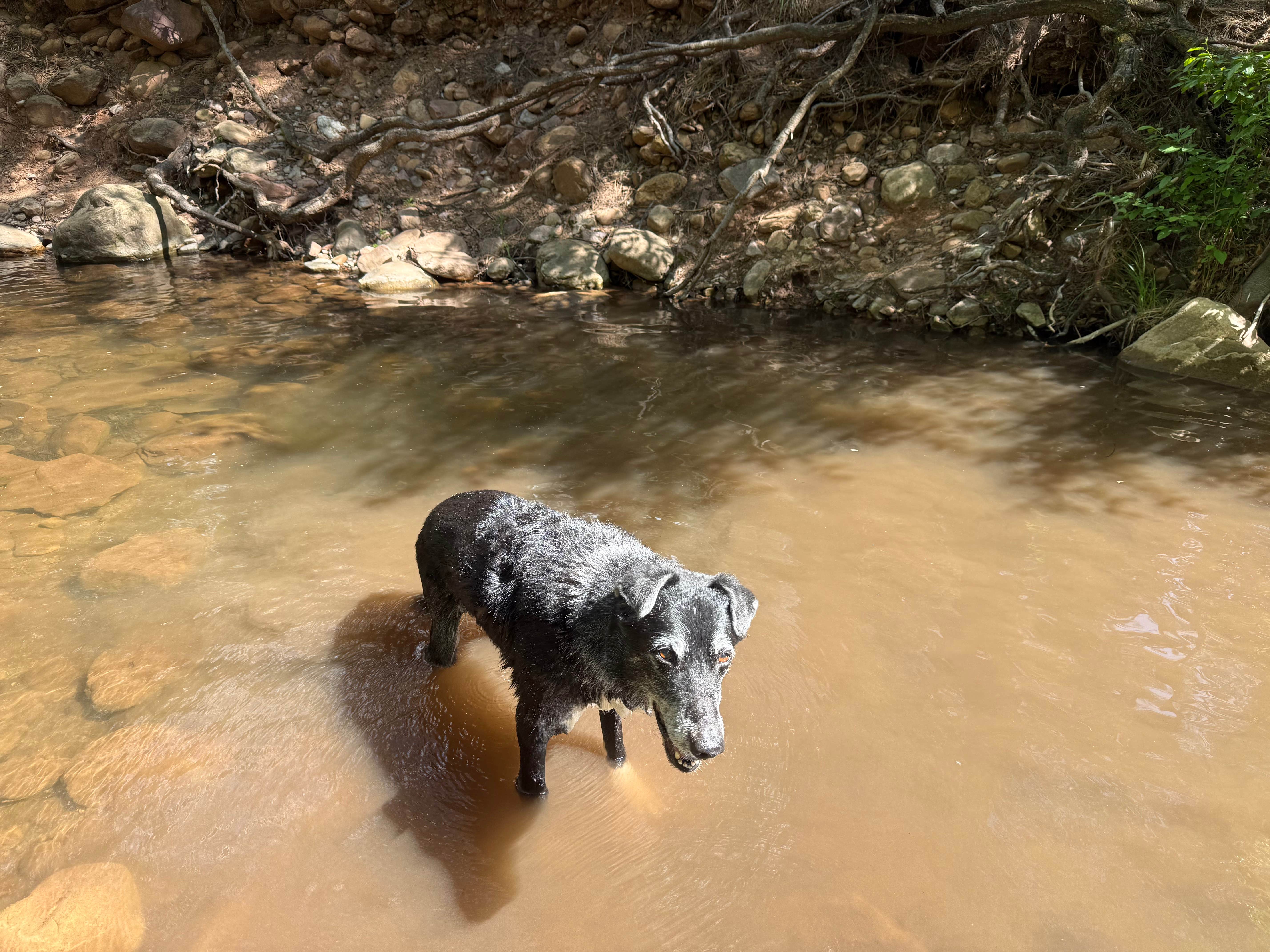 M N.'s photo of camping with pets at Christopher Creek near Kohls Ranch, AZ