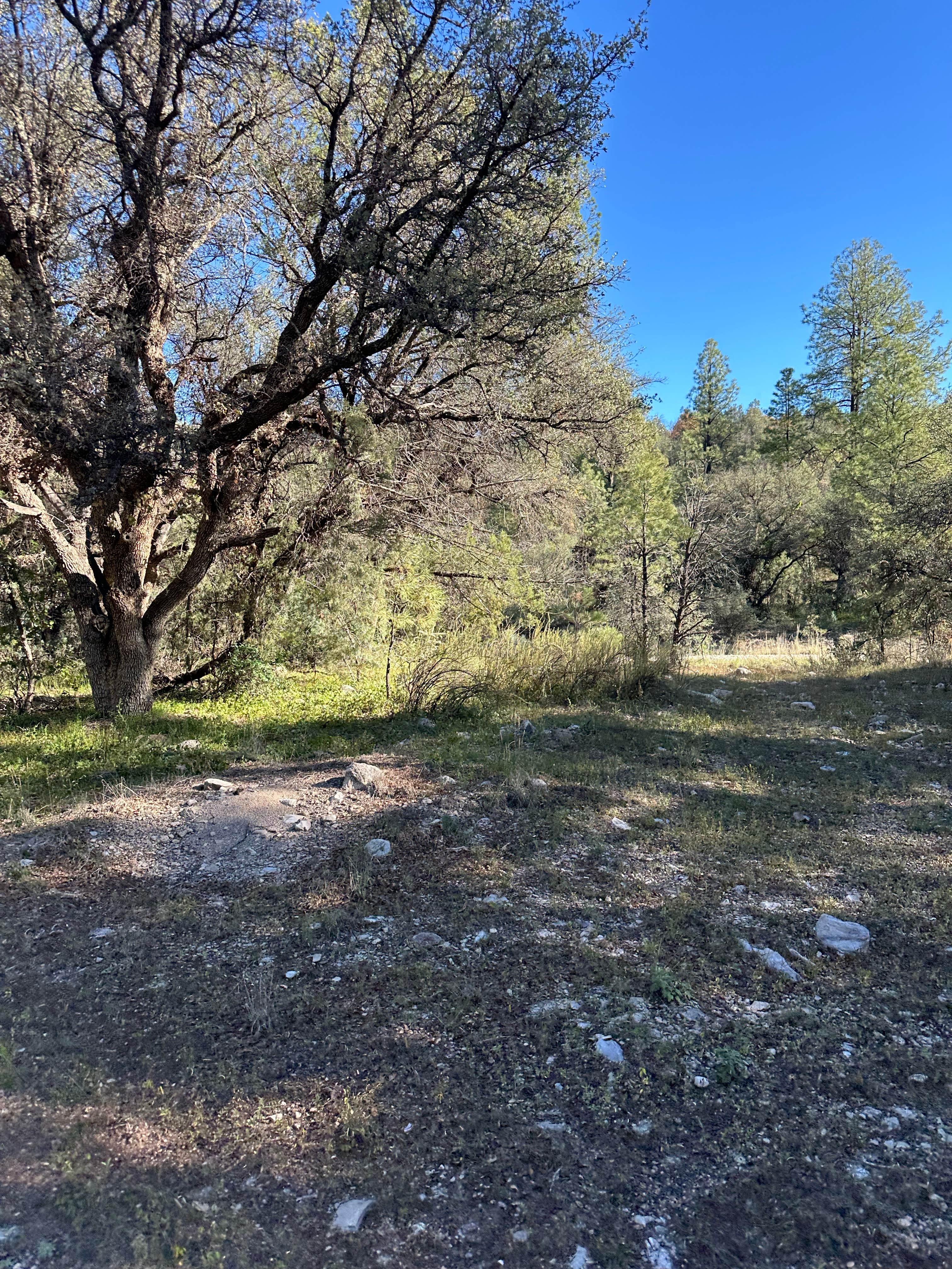 Camper-submitted photo at Coal Creek Campground near Morenci, AZ