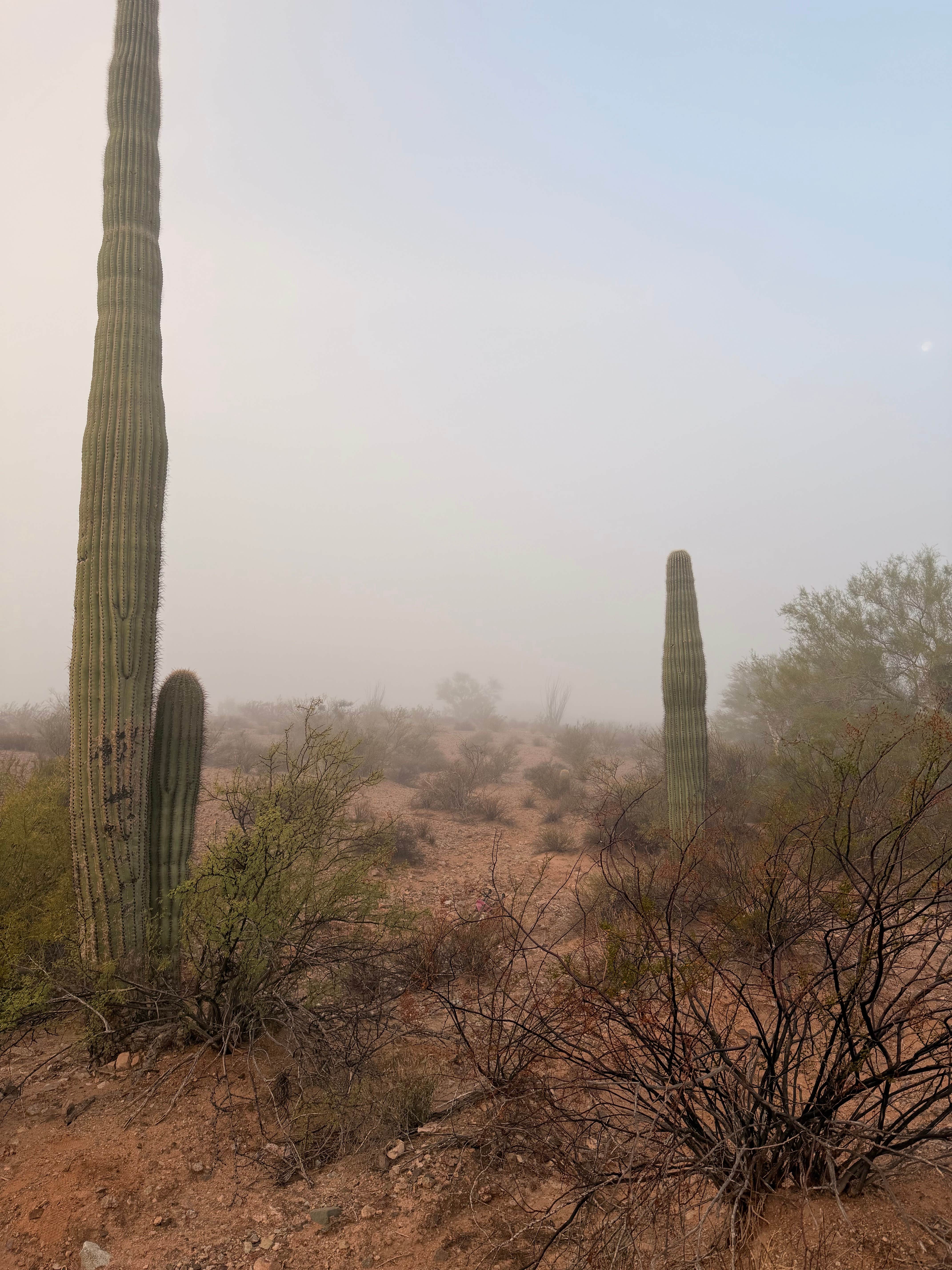 Camper-submitted photo at Darby Wells Rd BLM Dispersed near Organ Pipe Cactus National Monument