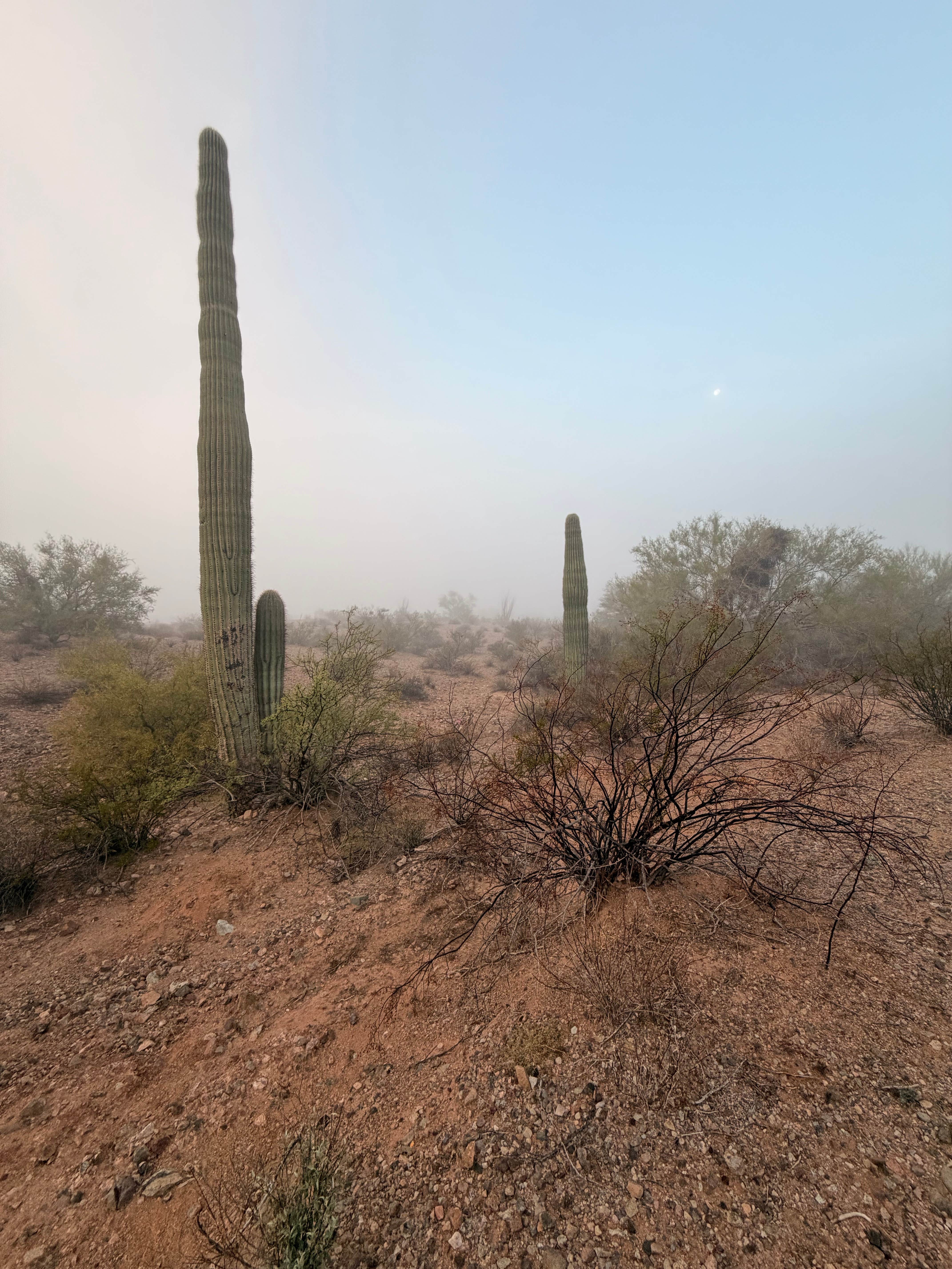 Camper-submitted photo at Darby Wells Rd BLM Dispersed near Organ Pipe Cactus National Monument