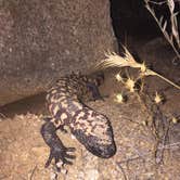 Review photo of Darby Wells Rd BLM Dispersed by Ray N., January 10, 2026