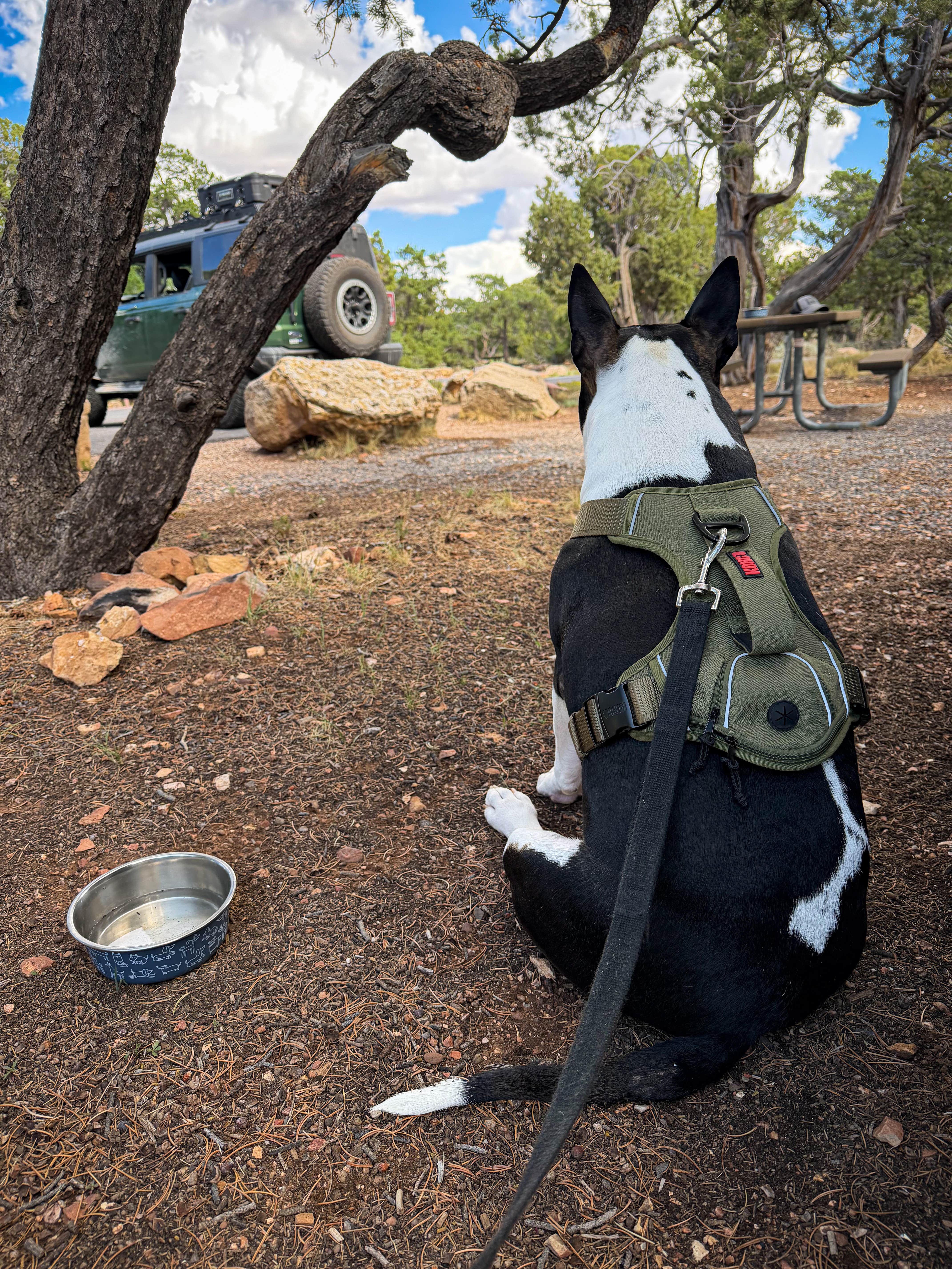 Robert L.'s photo of camping with pets at Desert View Campground — Grand Canyon National Park near Gray Mountain, AZ