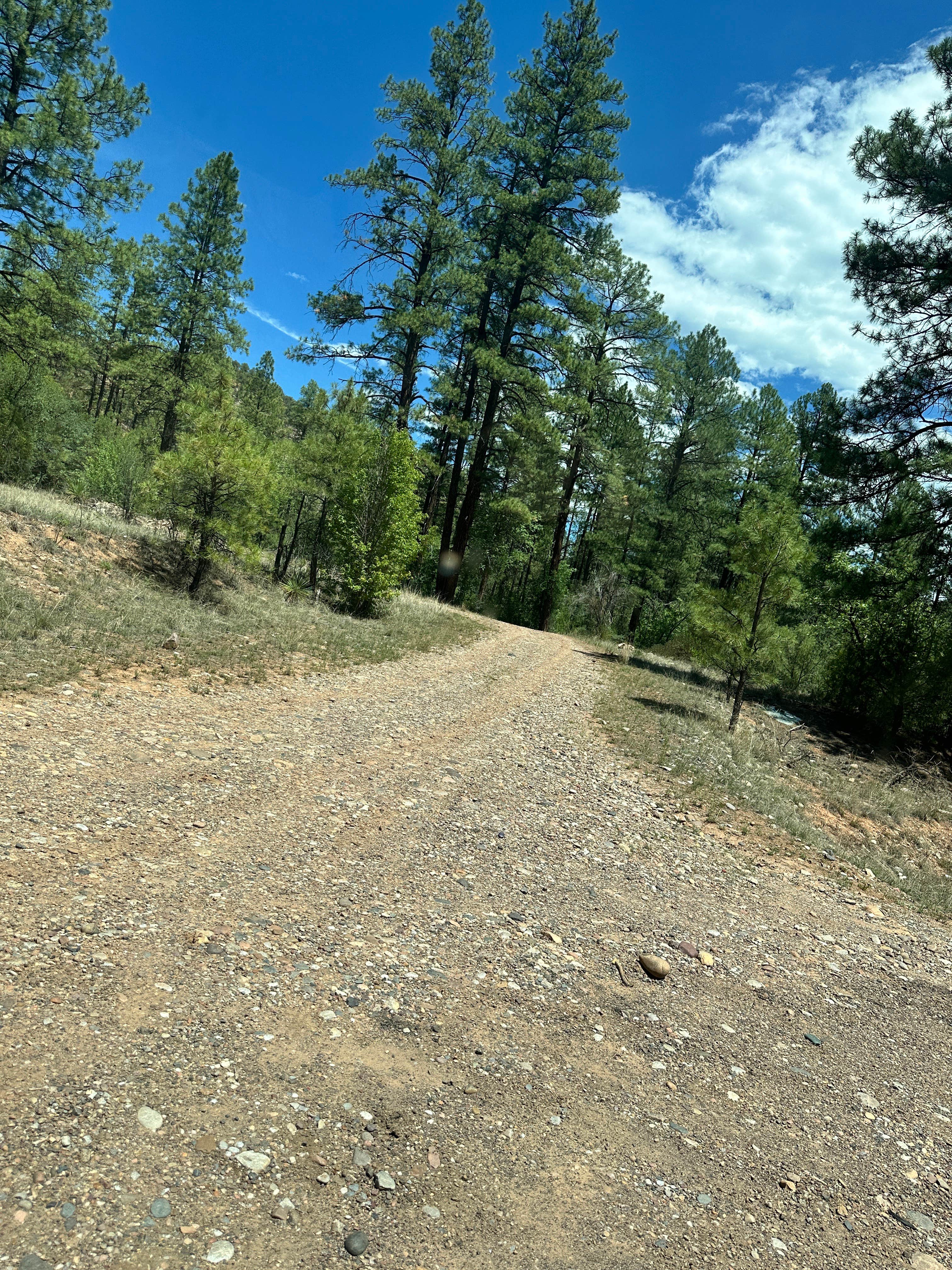 Camping near Christmas Tree Lake: Diamond Creek Number Two Campground, Apache-Sitgreaves National Forest, Arizona