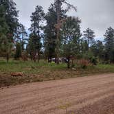 Review photo of Fr 171 Campground by Patrick C., July 22, 2024