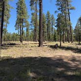 Review photo of Fr 171 Campground by Jazmyn R., June 9, 2026